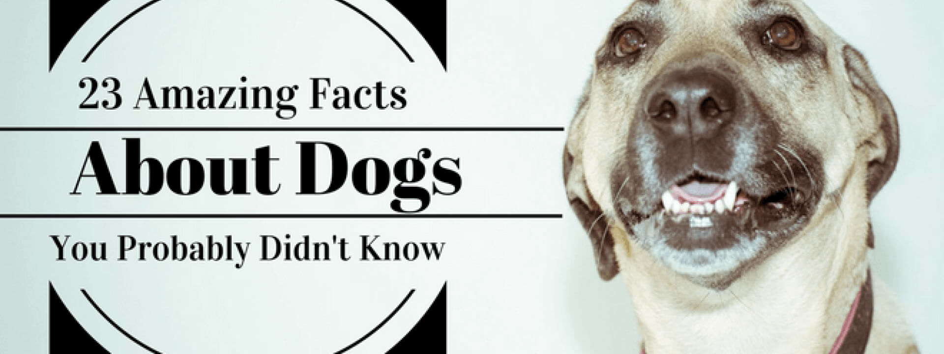 23 Amazing Facts About Dogs You Probably Didn't Know
