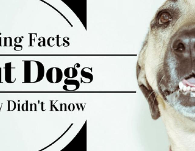 23 Amazing Facts About Dogs You Probably Didn't Know